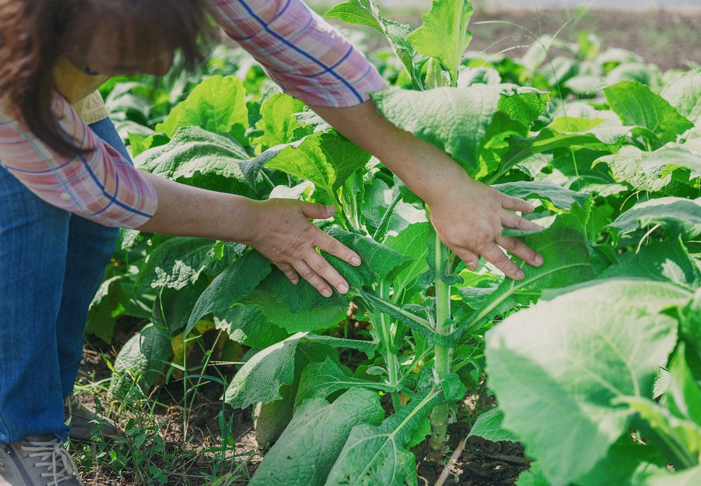 Ｐ＝生育中の健康野菜「ヤーコン」。徐々に知名度が高まってきているように思います。